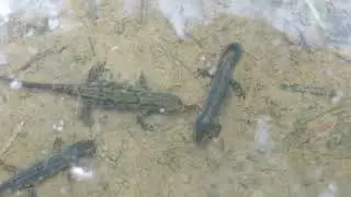 Alpine newt.  Traszka g&oacute;rska. Ichthyosaura alpestris.