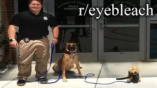 r/Eyebleach | click this video, you won't regret it