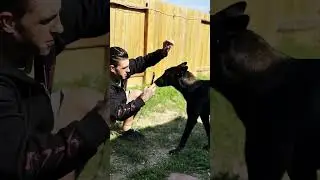 loyalty 🩶 to the mission 👻👻🦴🐄🐇🐲🦖🐟🐾 #malinois #belgianmalinois #dogtraining #malinoismonday