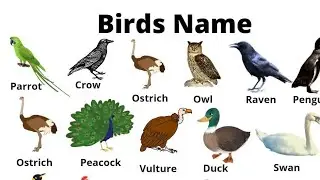 List of bird's / Hoopoe,Owl , tailor bird/List of birds for kids / Birds name for learning.