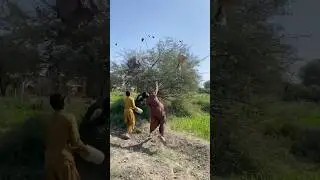 Hunting for sparrows eggs #automobile #hunting #animol #farming #birdhunting #junglehunter #tailed