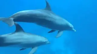 Im Meer mit Delfinen schwimmen und diese wunderbaren Tiere in freier Natur begegnen ...
