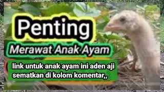 Ayam keturunan Bangkok campuran,, #adenaji