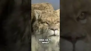 Smilodon: Saber-Toothed Cat's Hunting Secrets Revealed!