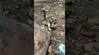 Поддержите котеков кормите их им же очень тяжело 😭🥹