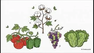 organic fertilizer EDTA CaK2 Powder Explained