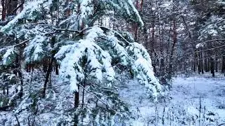 diary 21.01.2026 #top #nature #1million #winter #relax #christmas #walkthrough #weather #1k #2026