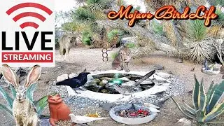 🔴 LIVE 🌵Desert Wildlife Watering Hole:⛲Quail, Roadrunners, Hummingbirds, Ravens & More! ✨Ad Free✨