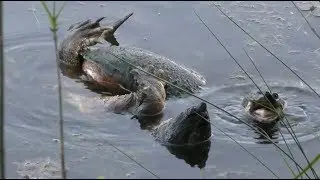 Snapping Turtles Mating, 5/18/2019 (HD)