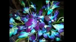 Wholesale Wedding Flowers