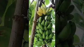 Are You Making These Mistakes with Banana Fruit?
