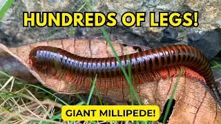 Hundreds Legs of Giant Millipedes Crawling in Sync &ndash; Close Up of Their Incredible Legs!