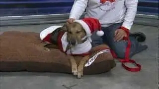 Pet Holiday Gifts. Heather Tesch. The Weather Channel.
