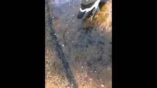 Dizzy duck
