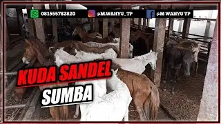 PULUHAN EKOR KUDA SUMBA BONGKAR DI PELABUHAN PERAK SURABAYA 2021