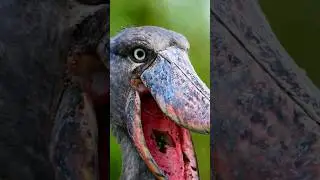 The Shoebill Bird's unique hunting method. #shorts #animals