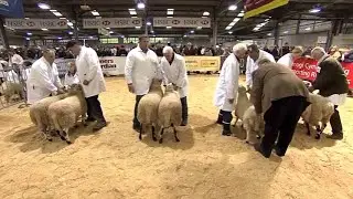 Defaid Bryniau Ceri | Kerry Hill Sheep