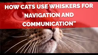 The Secret Lives of Whiskers: How Cats Use Whiskers for Navigation and Communication