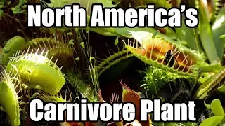 Venus Flytrap Explained: The Predator of the Plant World (Dionaea muscipula)