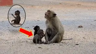 Ally monkeys near its father so cute #monkey #babymonkey #animals