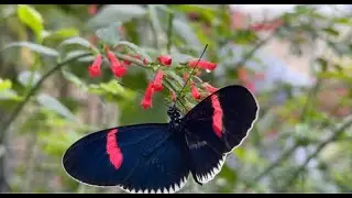 Butterflies in the Garden