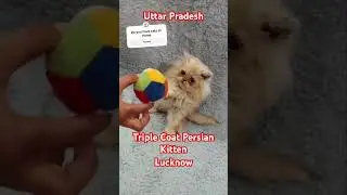 Cutest Persian Kitten available for sale in Lucknow Uttar Pradesh