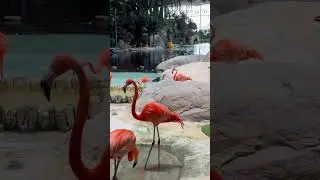 Flamingo park Dubai #dubai #flamingo #dubaivlog