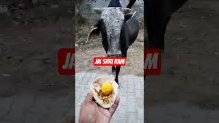 Bajrang bali l 🙏Bajrang dal l 🙏jai shri ram🙏 sitaram#gaumata #bull #animals #motivation #viral