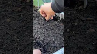 What I&rsquo;m Planting in My Fall Garden