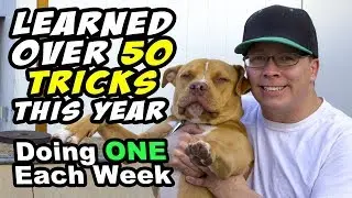 BEST TRICKS 2018 - HIGHLIGHT VIDEO