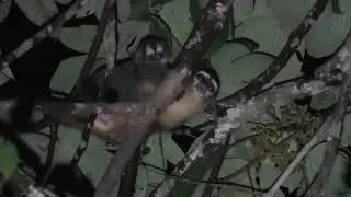 Feline Night Monkey with Baby!