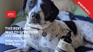 The best way to give your pet hemp oil