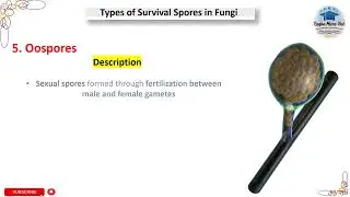 Oospores, Types of Survival Spores in Fungi, #microbiology #oospore #microbiology #sporeformation