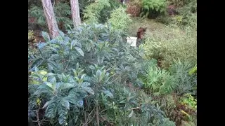 Growing Loquat trees in the North Pacific