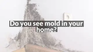 Mold Cleaning 003 | FP Property Restoration