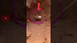 Jangan Gali Lubang Ini di Padang Pasir! Tersembunyi Sicarius! #faktahewan #sicarius #shortsviral