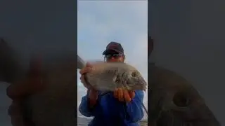 Blacktail and Poenskop! #shorts #rockandsurf #fishing #fishingsouthafrica