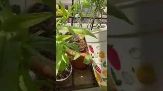 Nutrient rich (rice water) for plants 🌱 #balconygarden #balconyflowers #youtubeshorts