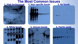 SERVA Webinar: Troubleshooting ECL Western Blot Detection (English)