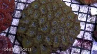 Best LPS and clam collection at Amazing Aquariums and Reefs