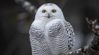 The Elusive Nature of Snowy Owls