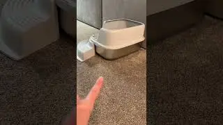 Upgrade to Stainless Steel Litter Boxes for Happy Cats! #litterbox #cat