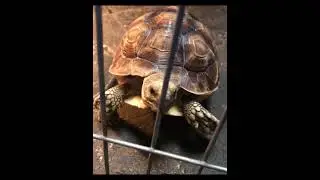 African Sulcata Tortoise Hatchling