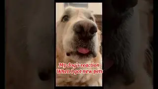 My dog&rsquo;s reaction when I got new pets #funnydogmoment ##funnydogReaction
