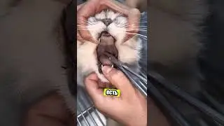 Маленький котёнок страдал от иглы&hellip; 😢 Но его спасли! 🙌
