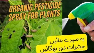 Homemade organic pesticide for your plants || homemade fertilizer || natural pesticide spray ||
