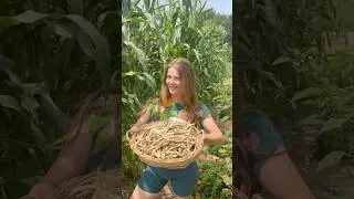 How we harvest and preserve heirloom beans in the garden! #growyourownfood #gardening #gardentips