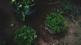 എന്റെ ഗാർഡനിലെ താരം ഇപ്പോൾ ഇവളാണ് #susmyks #Gardensetting #Garden#boardergrass #stargrass