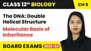 The DNA: Double Helical Structure - Molecular Basis of Inheritance | Class 12 Chapter 5 Biology