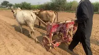 Old ploughing system with bulls | Drill machine seven pairs of bulls ploughing the large field